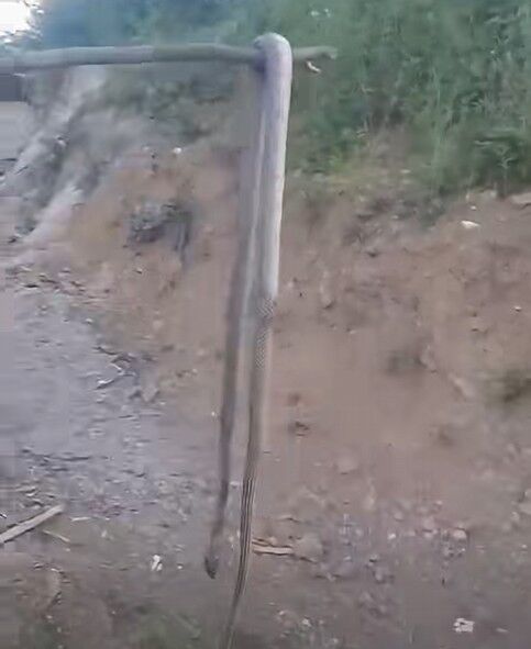 2 Metrelik Yılan Panigi Kastamonu Inebolu
