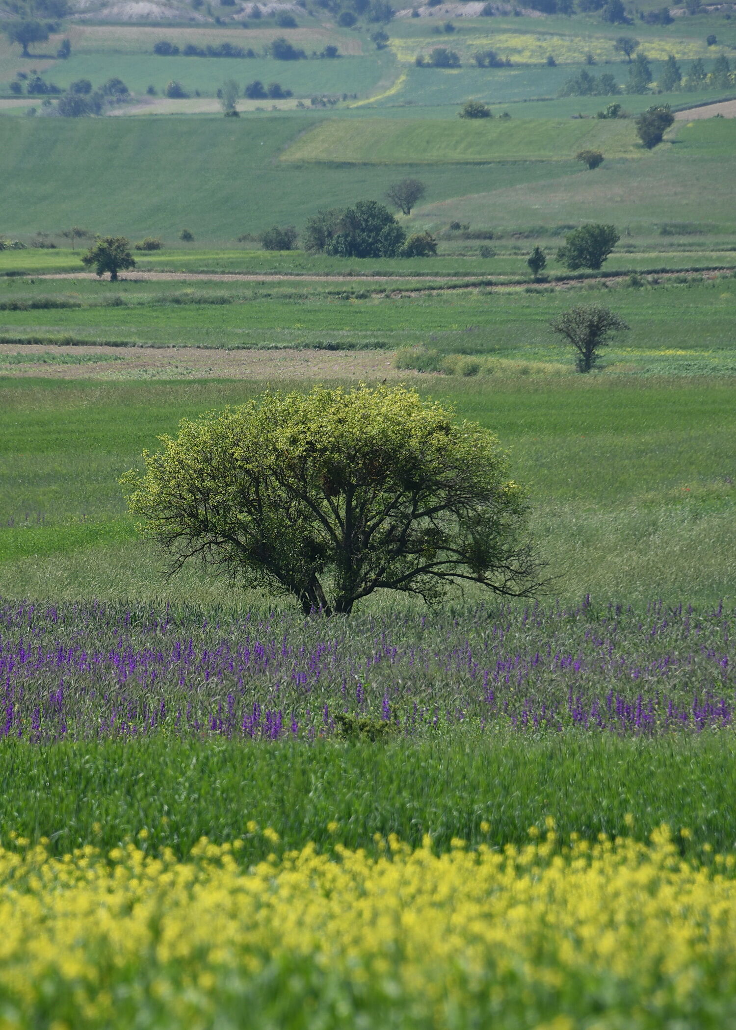 Cebrail Keleş 13 Haziran Köşe (6)