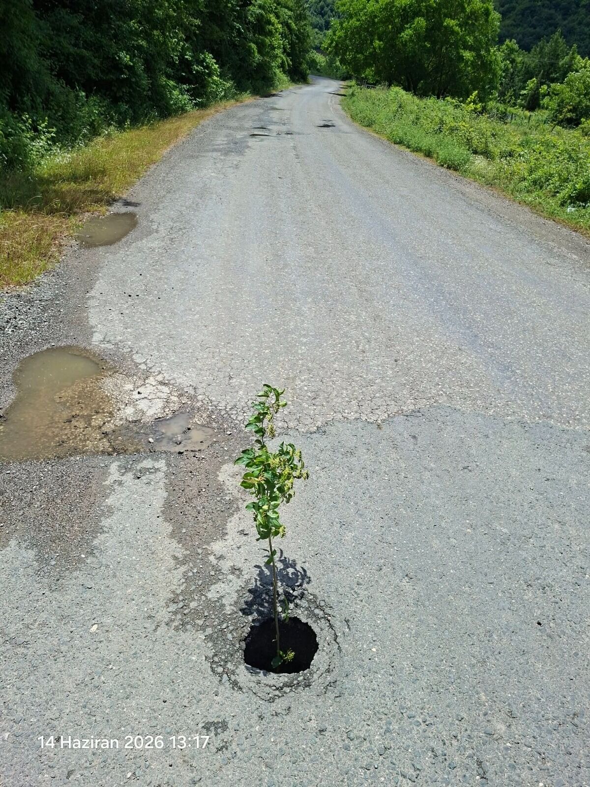 Cide'de Ilginç Tepki Yola Fidan Dikti 2