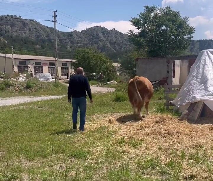 Kastamonu Tosya’da Kayıp Inek Drone Ile Bulundu (1)