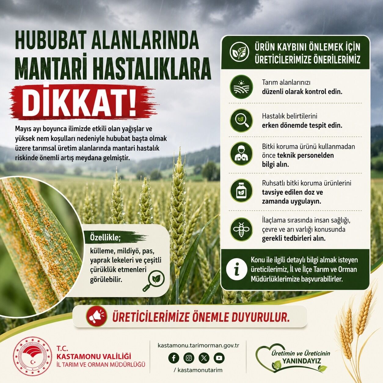 Kastamonu’da Hububat Alanlarında Mantari Hastalık Alarmı