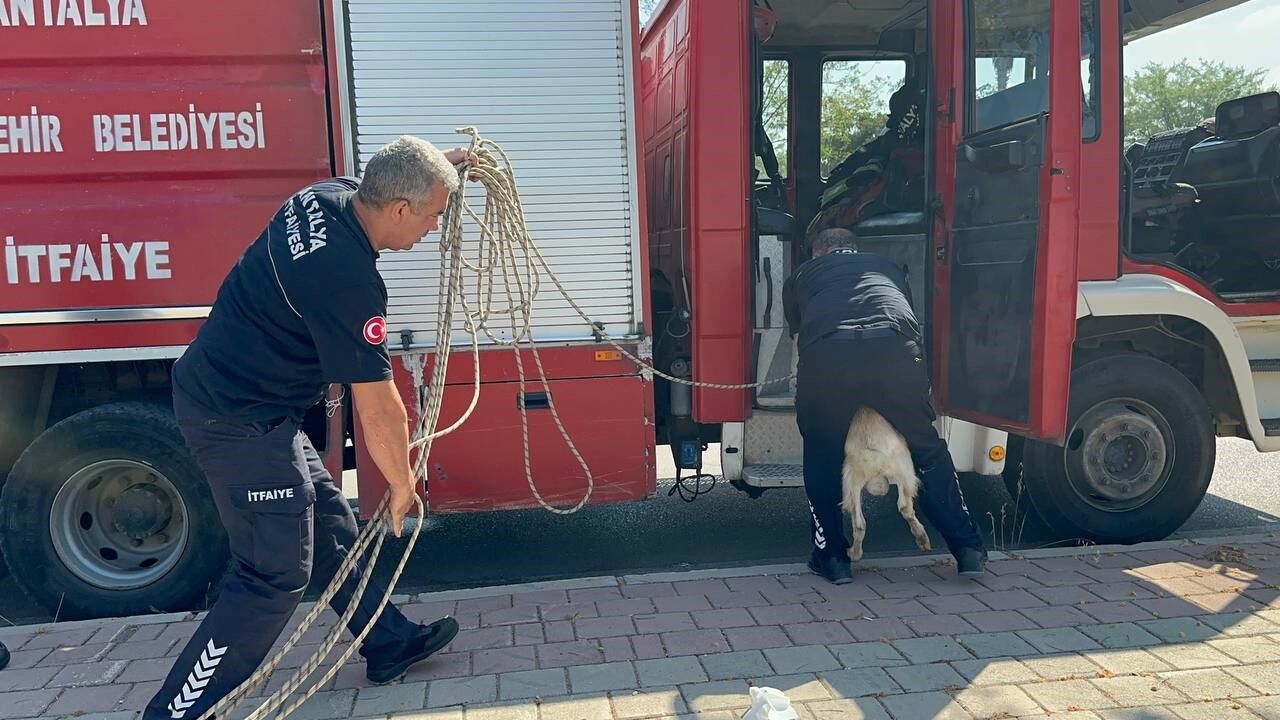 Kastamonulu Vatandaşın Duyarlılığı Oğlağı Kurtardı (3)