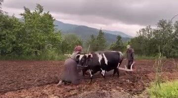 Öküzler Yeniden Görev Başında (1)