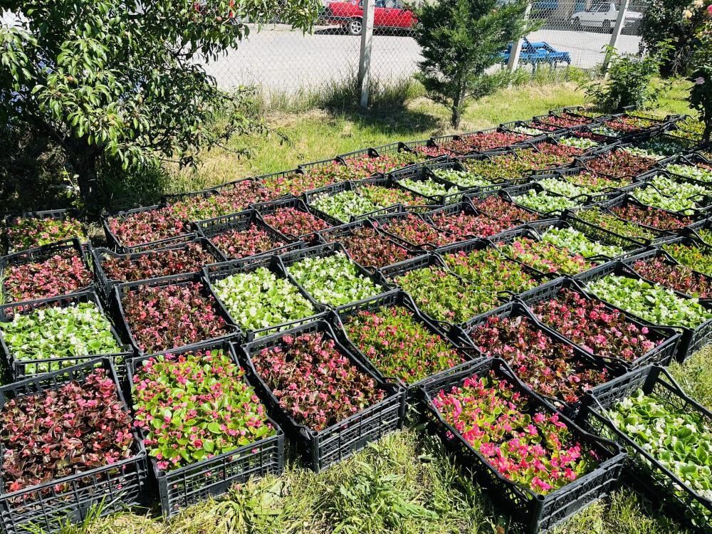 Taşköprü 70 Bin Çiçekle Renkleniyor 1
