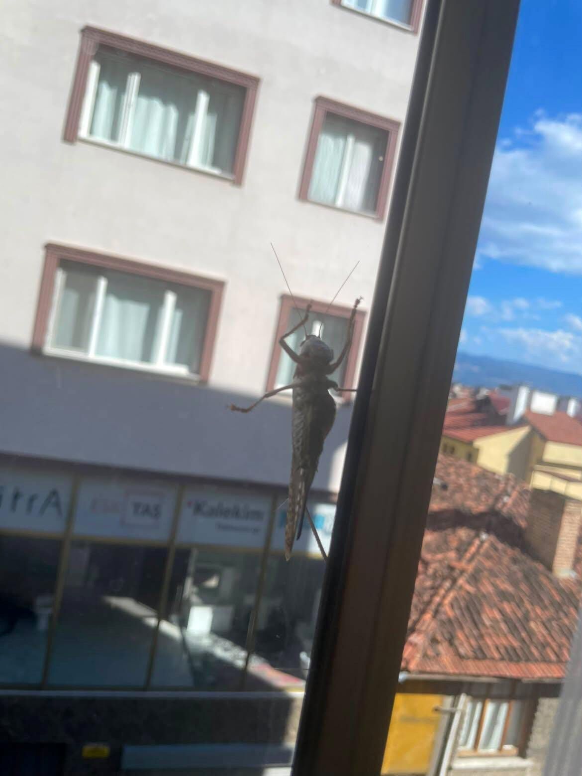 Kastamonu’da görülen dev çekirgeler için uzman konuştu