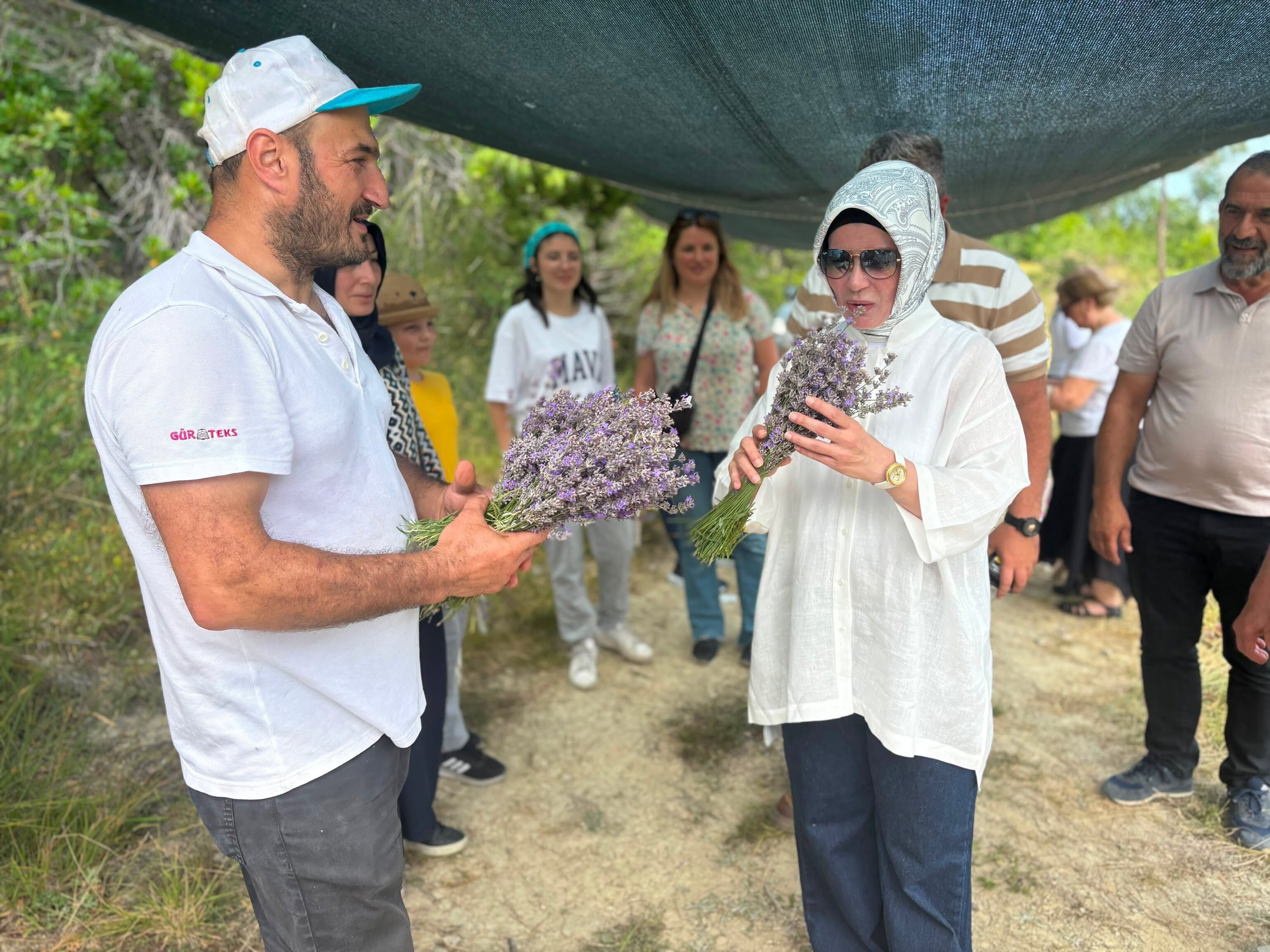 Abana’da Mor Hasat Lavantalar Toplandı (1)