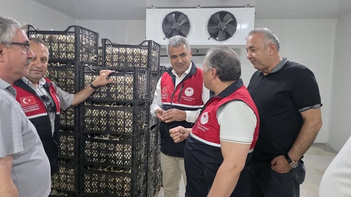 Kastamonu Sarımsağı Için Dev Yatırım! (1)