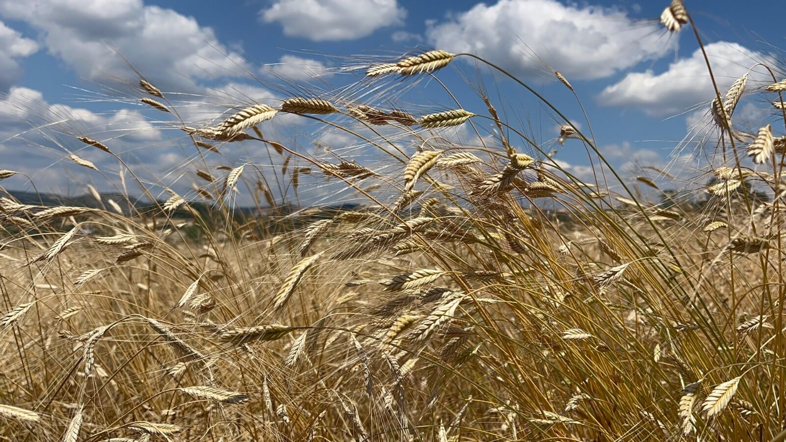 Kastamonu’da 12 Bin Yıllık Ata Buğdayı Siyezin Hasadı Başladı (1)