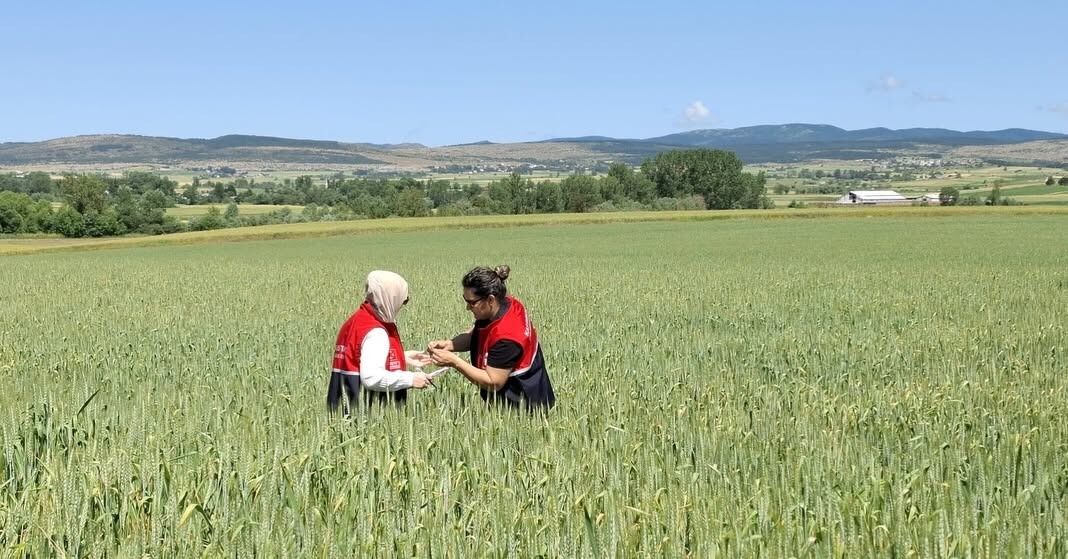 Kastamonu’da Tohumluk Üretimine Sıkı Denetim (2)