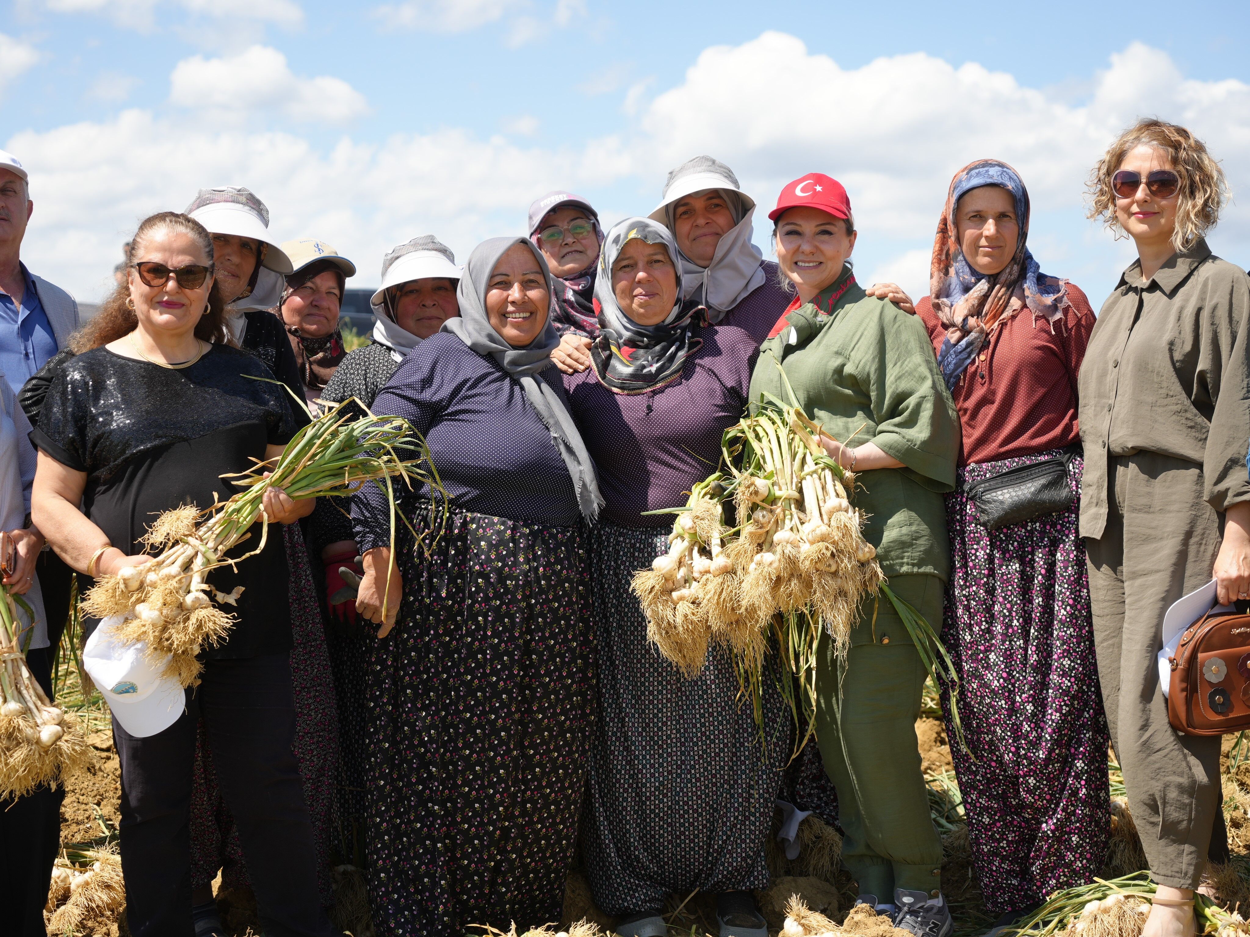 Taşköprü Sarımsağının Hasadı Başladı (3)