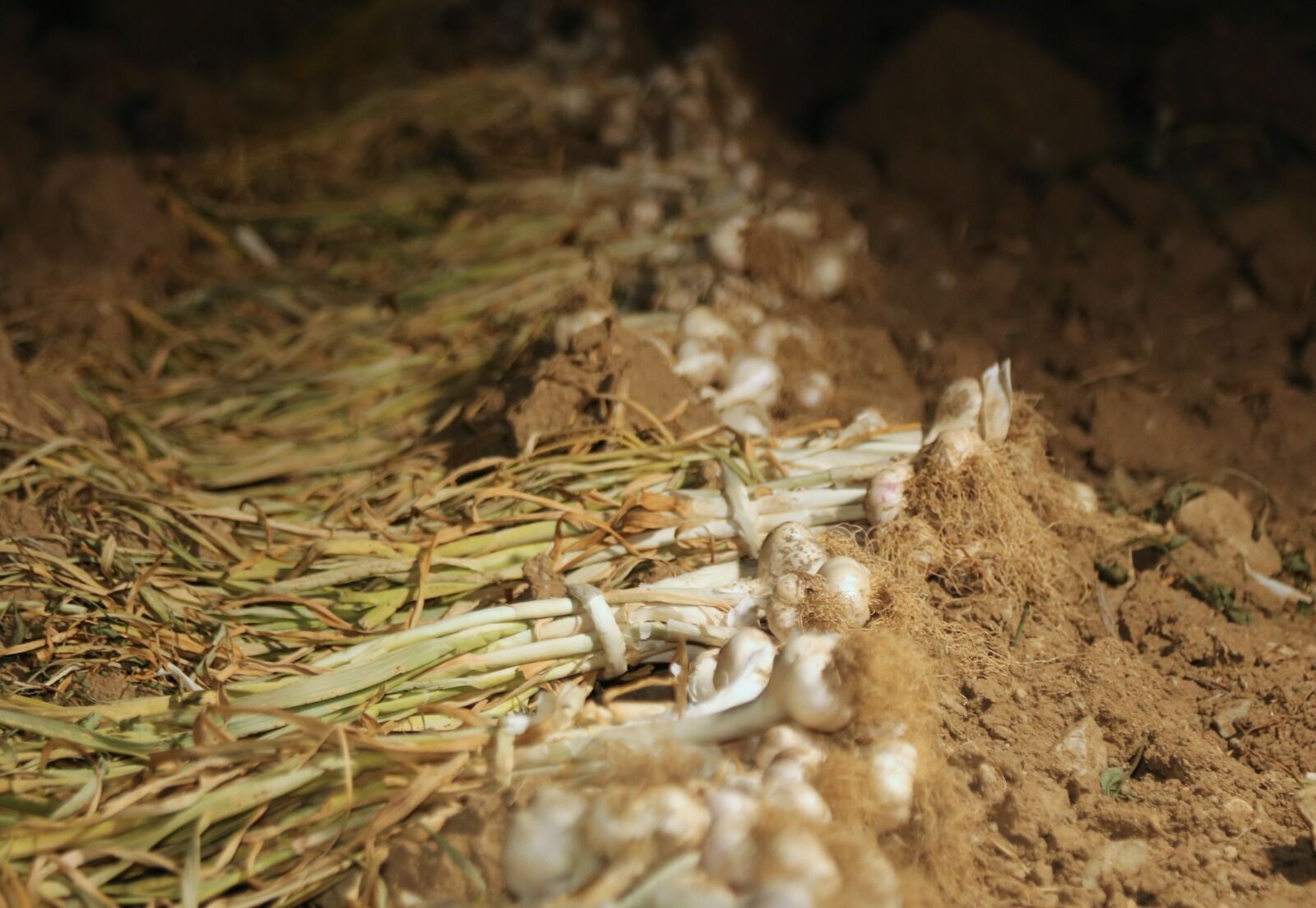 Taşköprü’de “Beyaz Altın” Nöbeti (3)