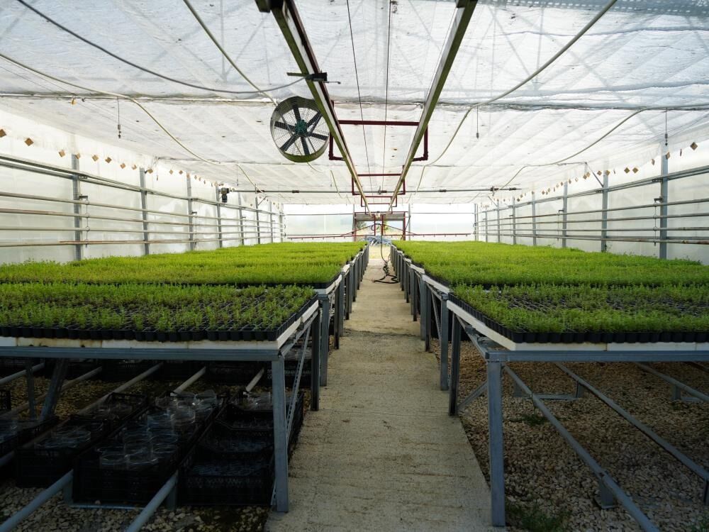 Üniversite Serasında Üretiliyor Çiftçilerin Geliri Aromatik Bitkilerle Artacak 1