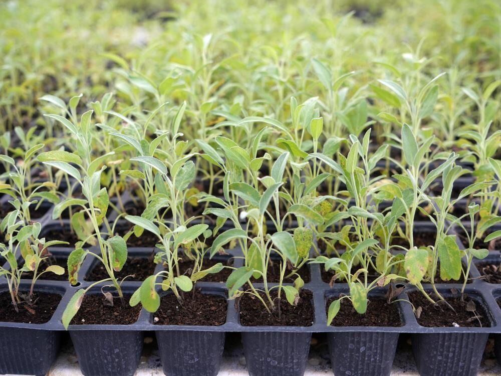 Üniversite Serasında Üretiliyor Çiftçilerin Geliri Aromatik Bitkilerle Artacak 2