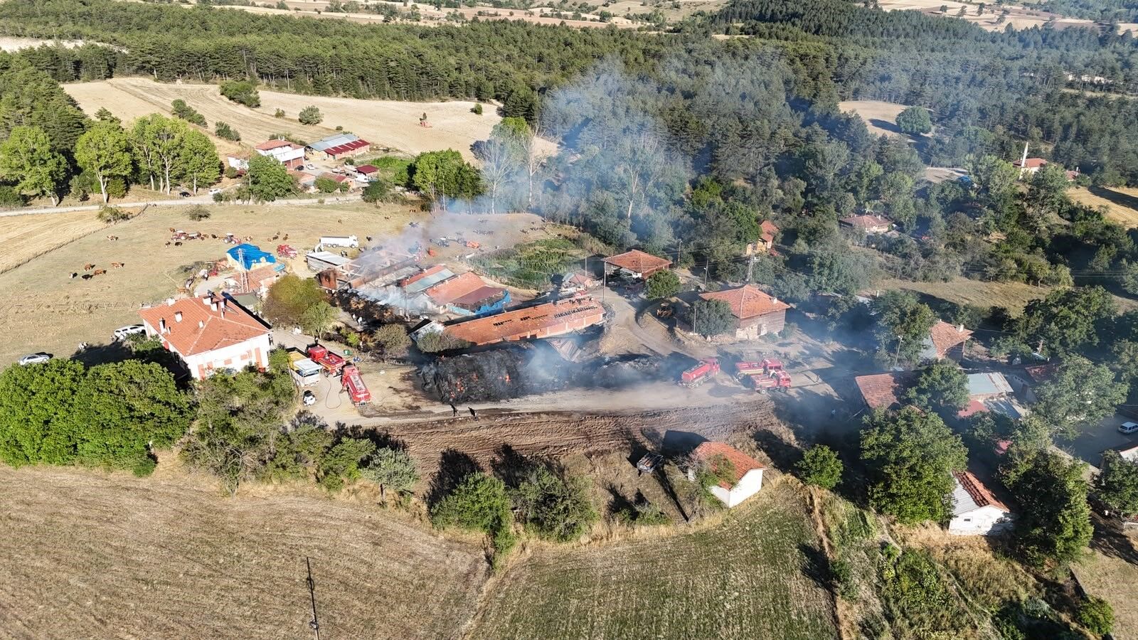 14 Buyukbas Hayvanın Telef Oldugu Yangin Sonduruldu (1)