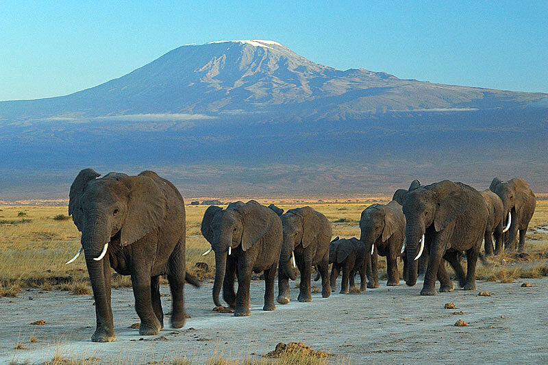 Amboseli Milli Parkı Filleri