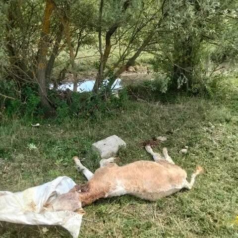 Devrekani’de Aynı Görüntü Yeniden Ortaya Çıktı (2)