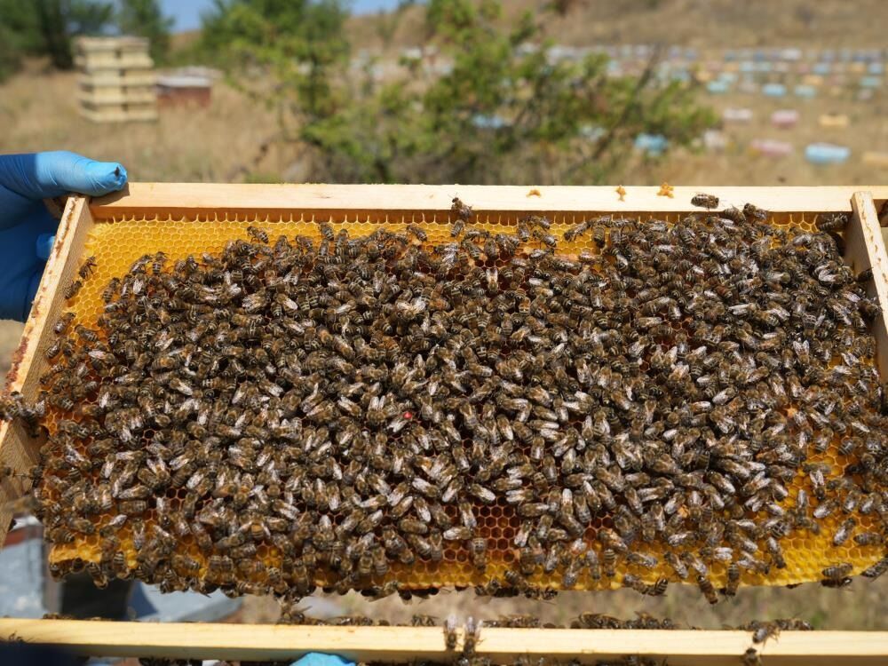 Kastamonu'nun Coğrafi Işaretli Balında Hasat Başladı1