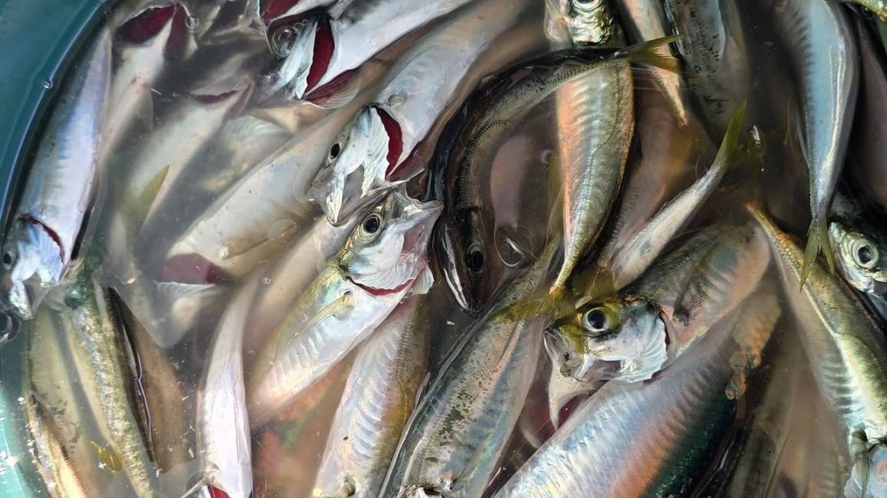 Palamut Avı Yasagı Yarın Bitiyor