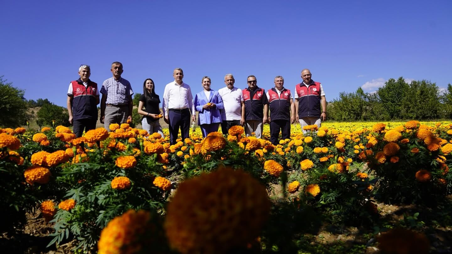 Kastamonu Kesme Cicek Yerinde Inceleme (1)