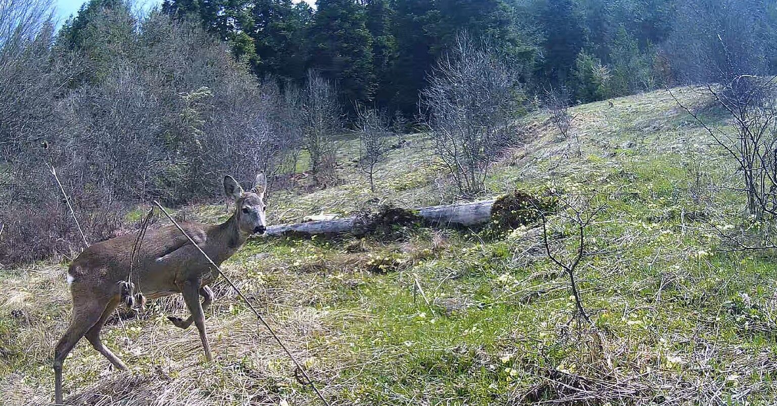 Kastamonu Ormanlarında Hayat Var (1)