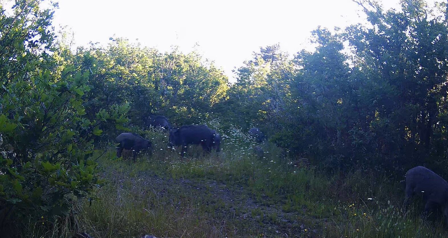 Kastamonu Ormanlarında Hayat Var (2)