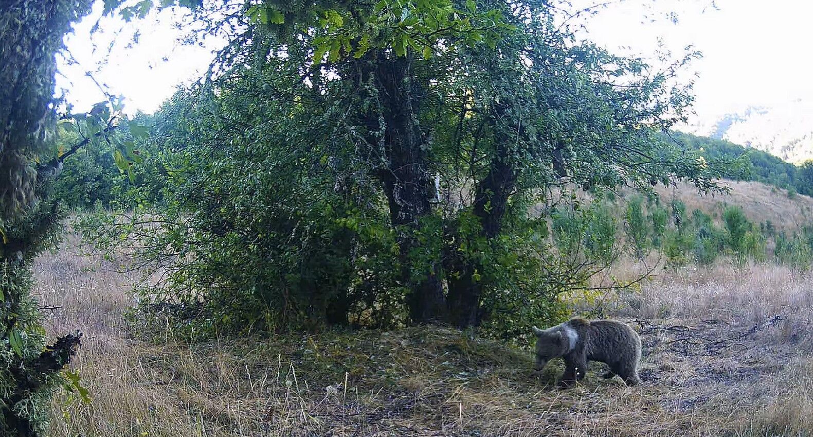 Kastamonu Ormanlarında Hayat Var (3)