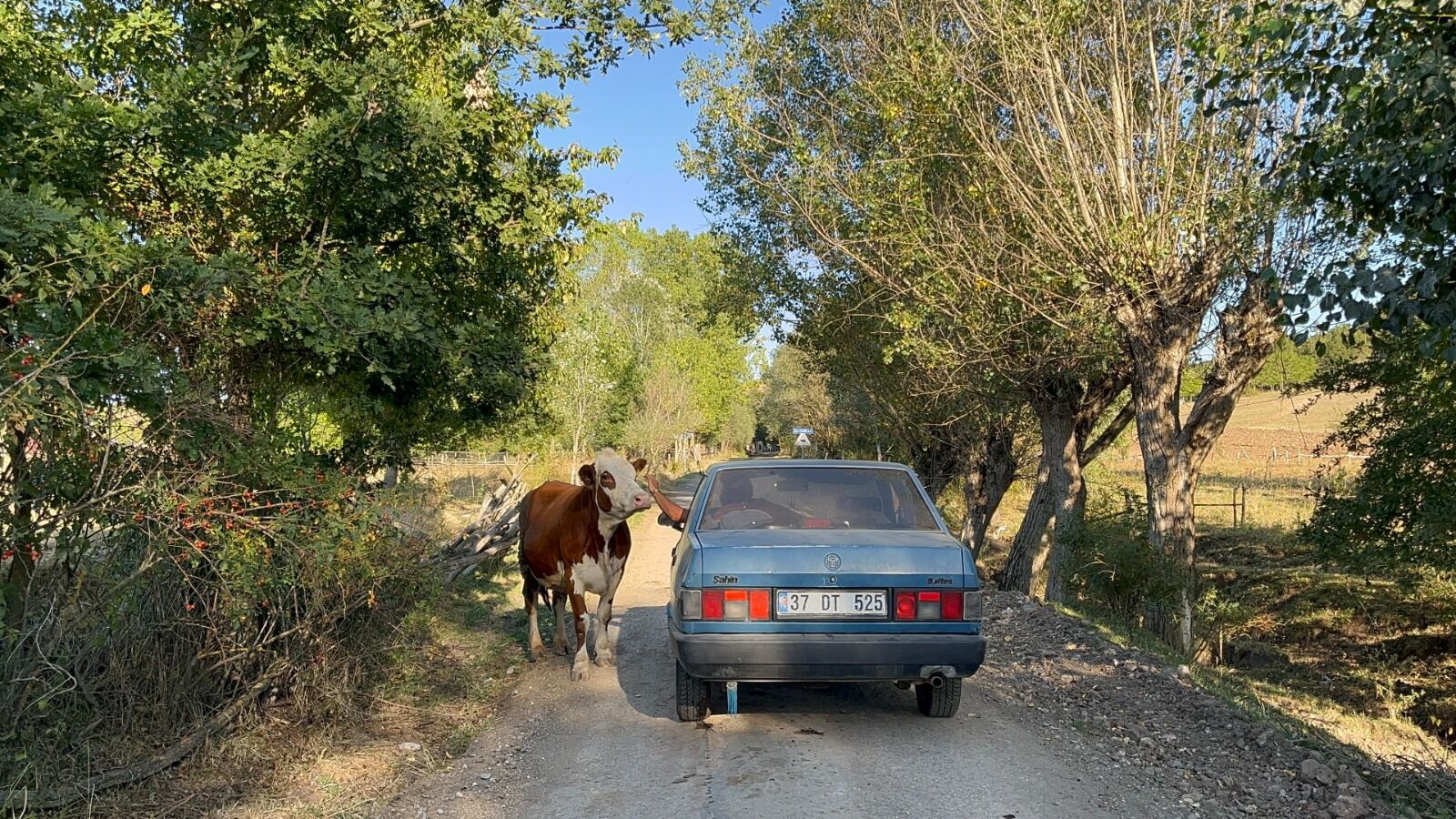 Tarlada Doğan Buzağıyı Aracıyla Eve Taşıdı, Inek Peşinden Ayrılmadı (2)