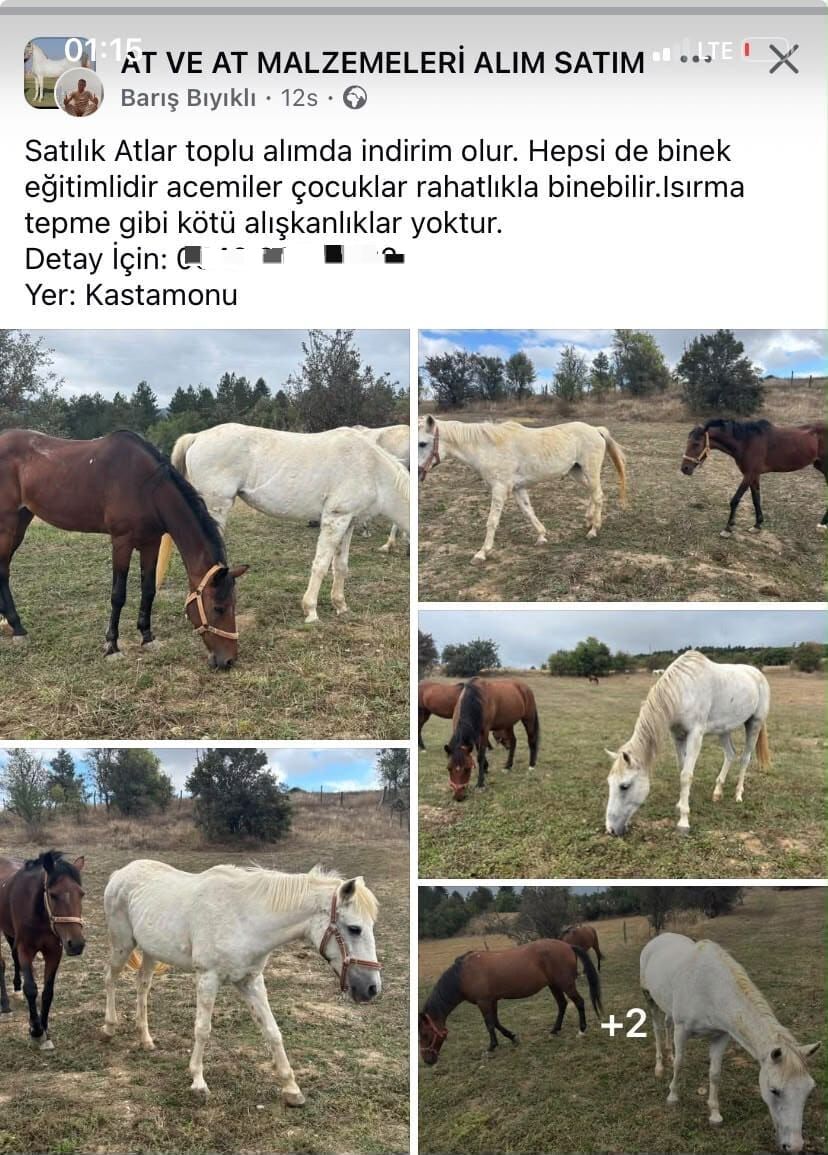 hayfed cagri