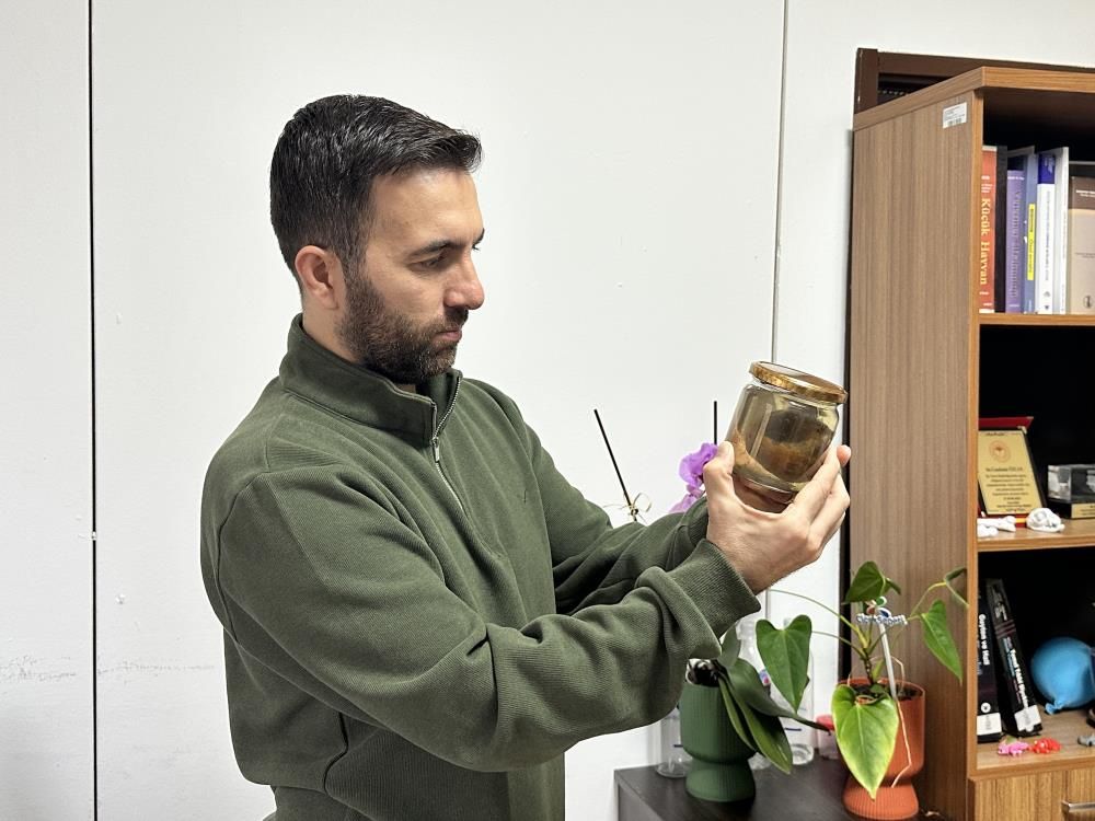 Bir Armut Ineği Ölümün Kıyısına Getirdi, Sonu Üniversitede Bitti1