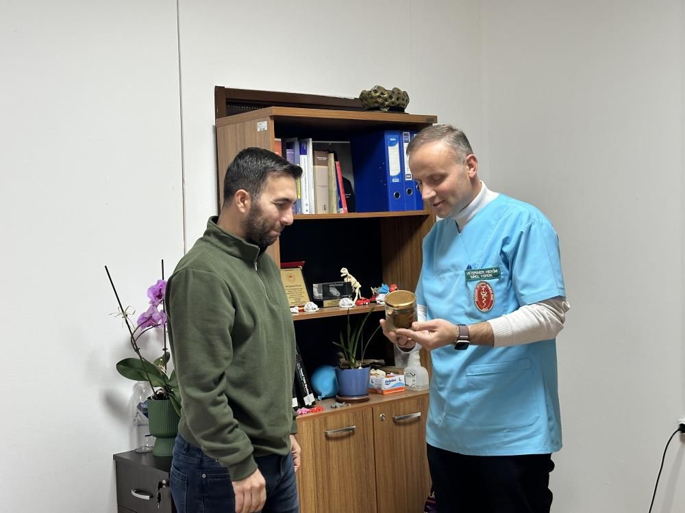 Bir Armut Ineği Ölümün Kıyısına Getirdi, Sonu Üniversitede Bitti2