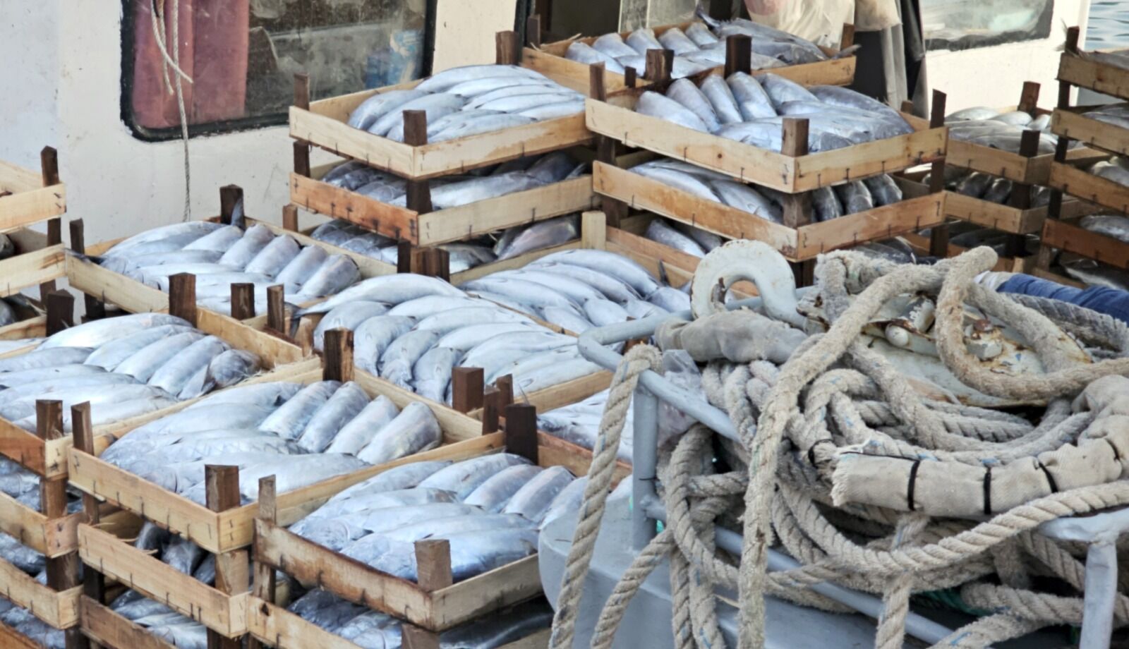 Cide’de Palamut Bereketi Yaşanıyor (2)