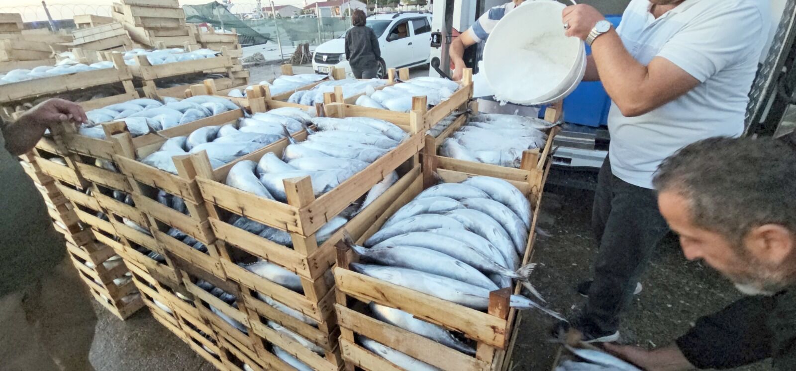 Cide’de Palamut Bereketi Yaşanıyor (3)