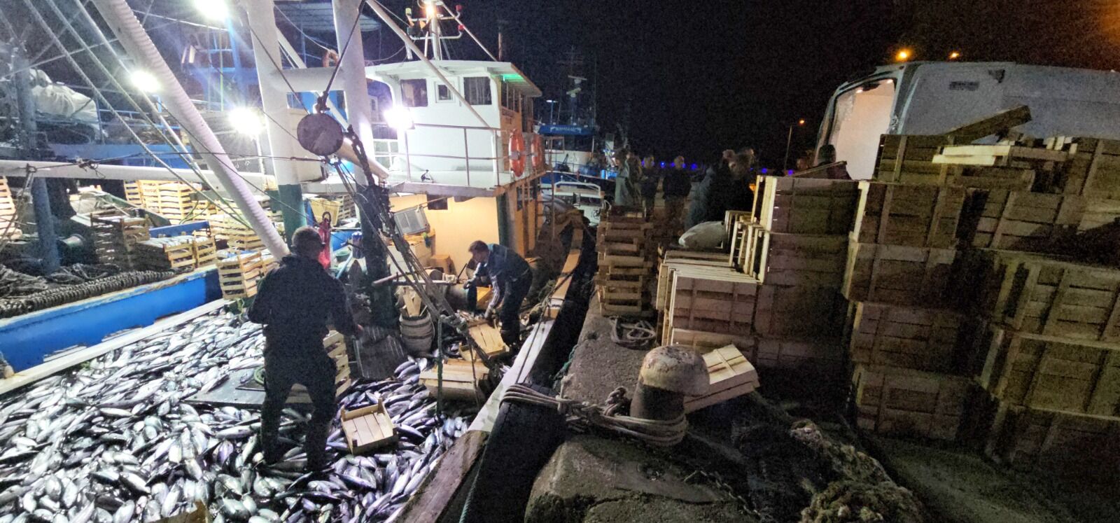 Karadeniz’de Palamut Bereketi Tanesi 40 Liraya Düştü (3)