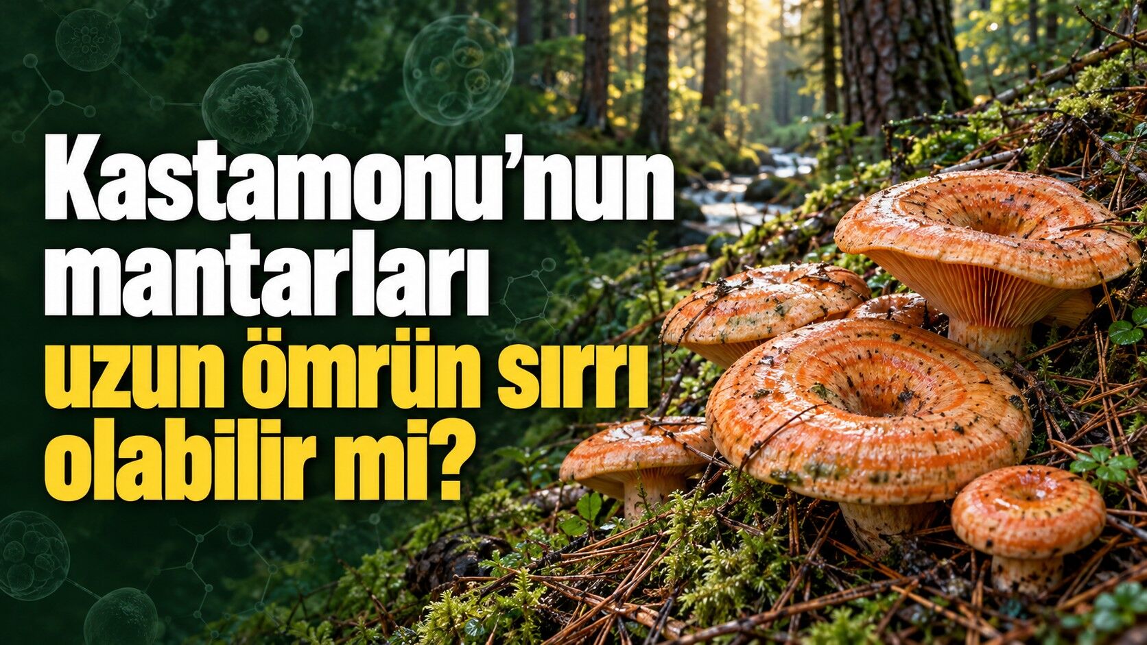 Kastamonu’nun mantarları uzun ömrün sırrı olabilir mi?