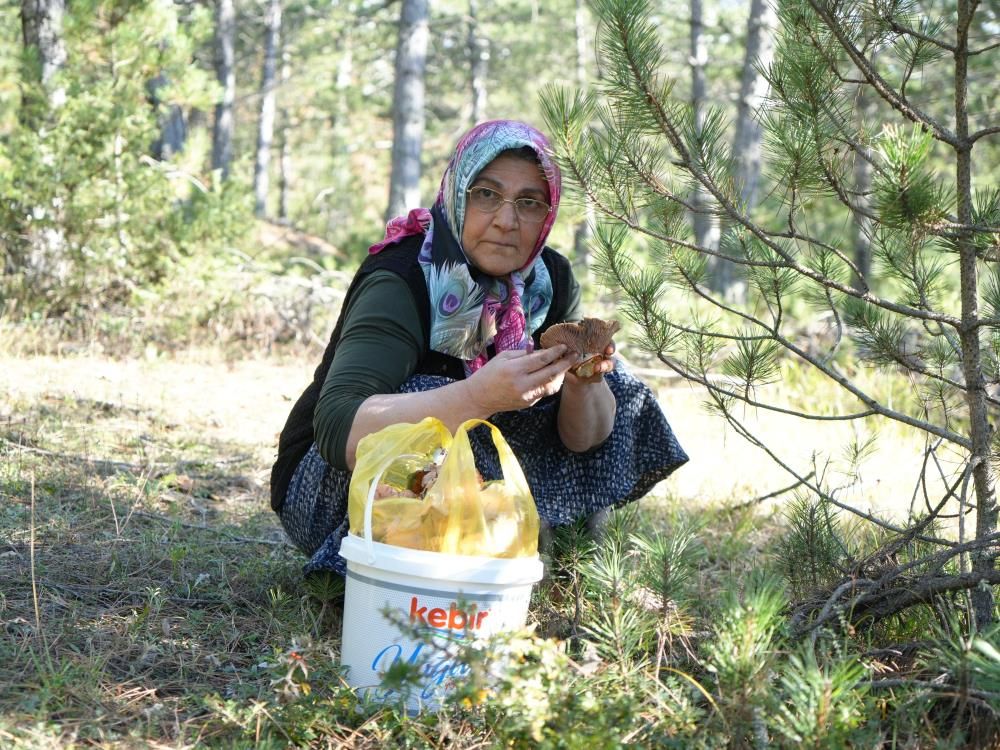 Kastamonu Ormanları Mantarla Doldu Taştı1