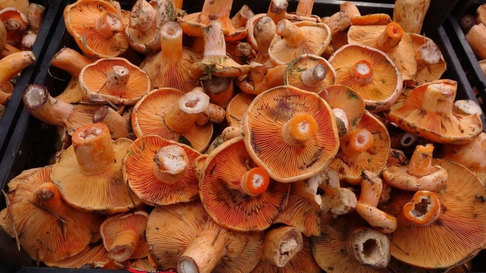 Kastamonu Ormanları Mantarla Doldu Taştı2