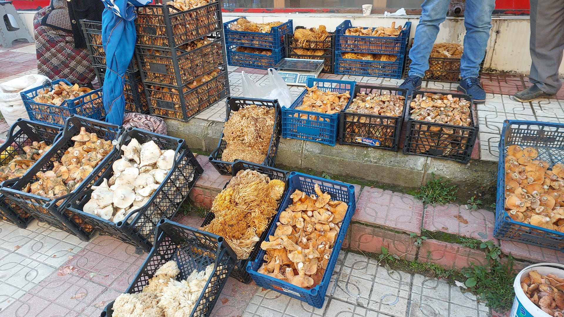 Kastamonu’da Doğanın Bereketi Pazara Indi5