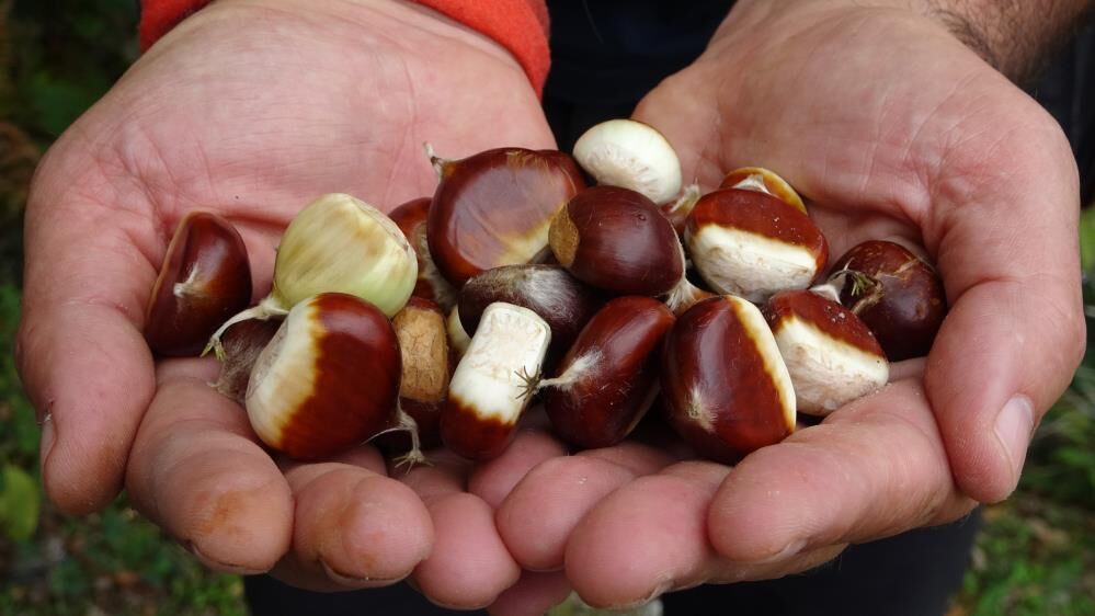Kastamonu’da Kestane Mesaisi Başladı, Köylünün Yüzü Güldü1