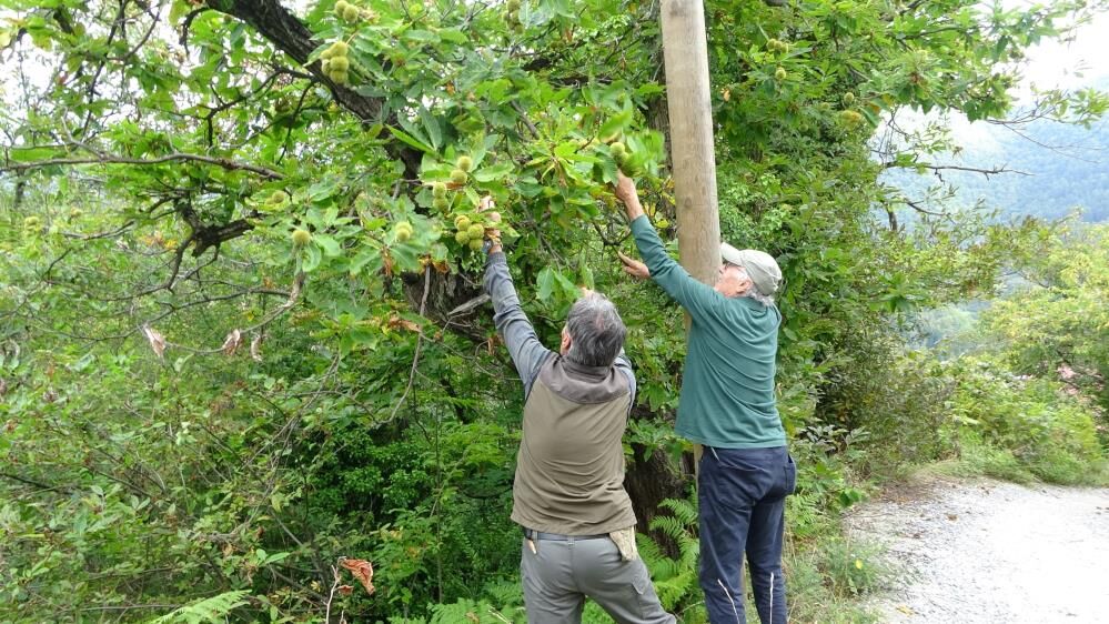 Kastamonu’da Kestane Mesaisi Başladı, Köylünün Yüzü Güldü3