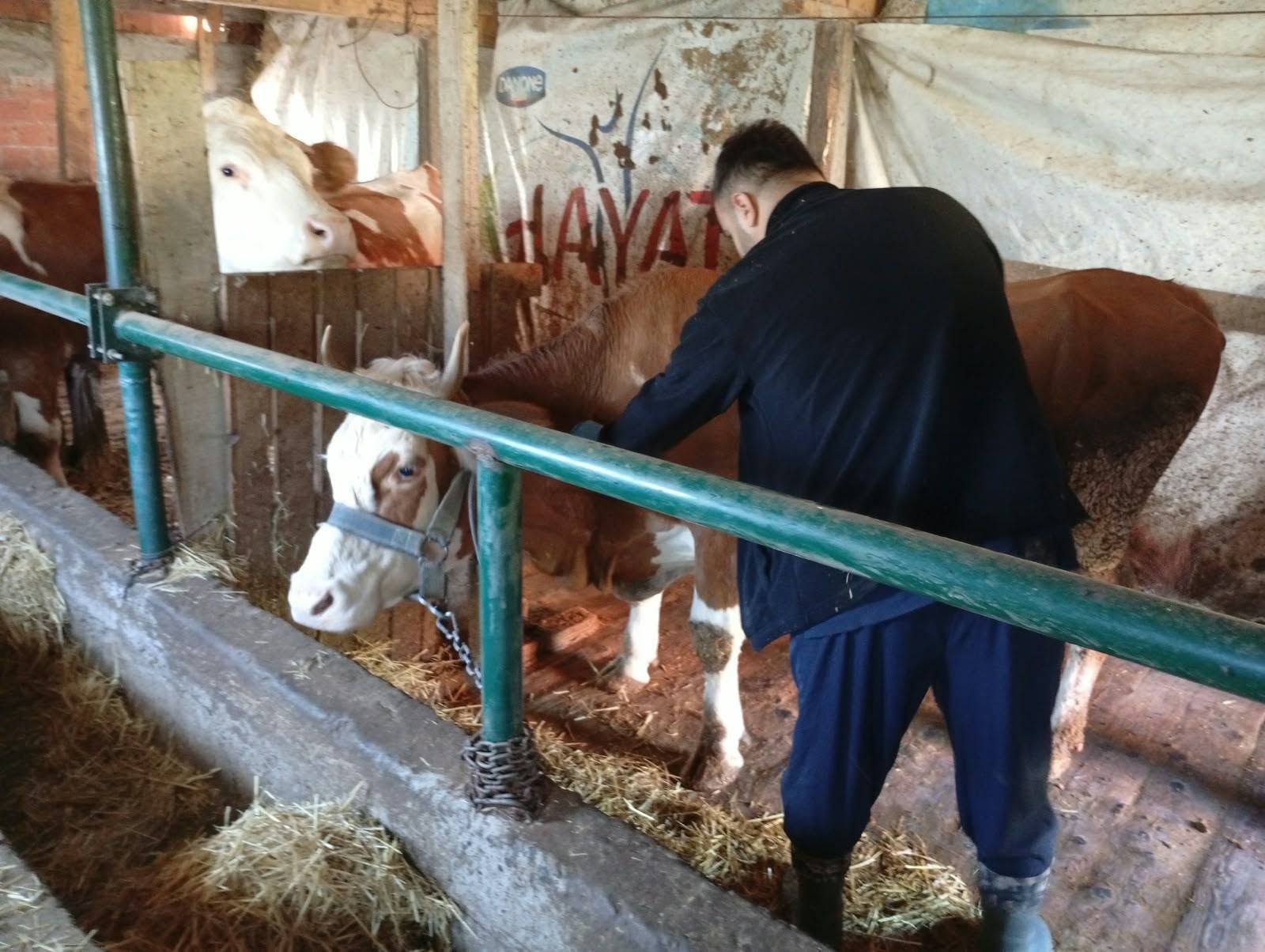 Kastamonu’da Şap Aşılaması Için Veterinerler Sahada (1)