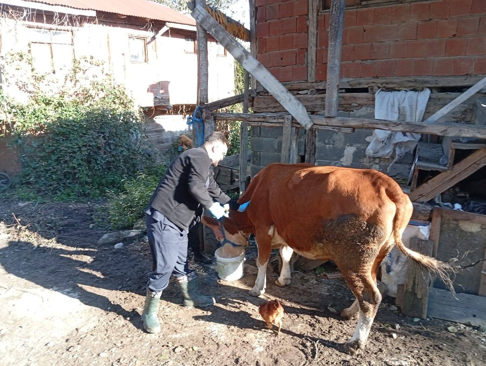 Kastamonu’da Şap Aşılaması Için Veterinerler Sahada (3)