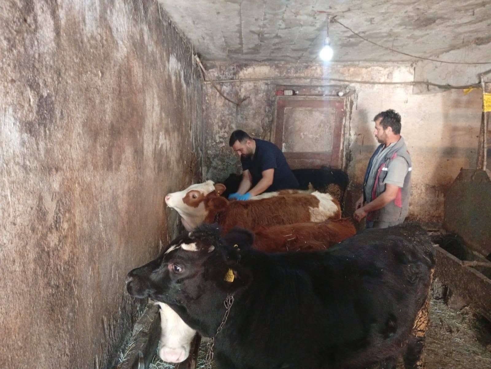 Kastamonu'da Şap Hastalığına Karşı Seferberlik
