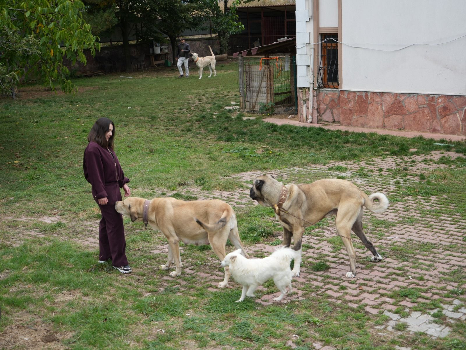 Köpek Sevgisi Kariyer Planını Değiştirdi, Babasıyla Marka Kurdu (1)