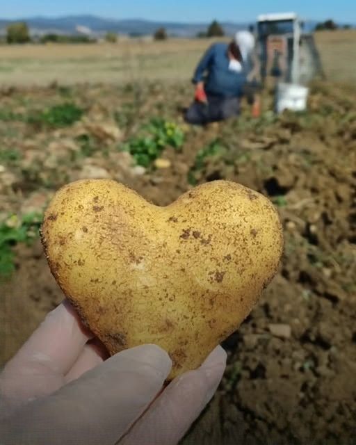 Taskopru Haber Seydiler Kalp Seklindeki Patates