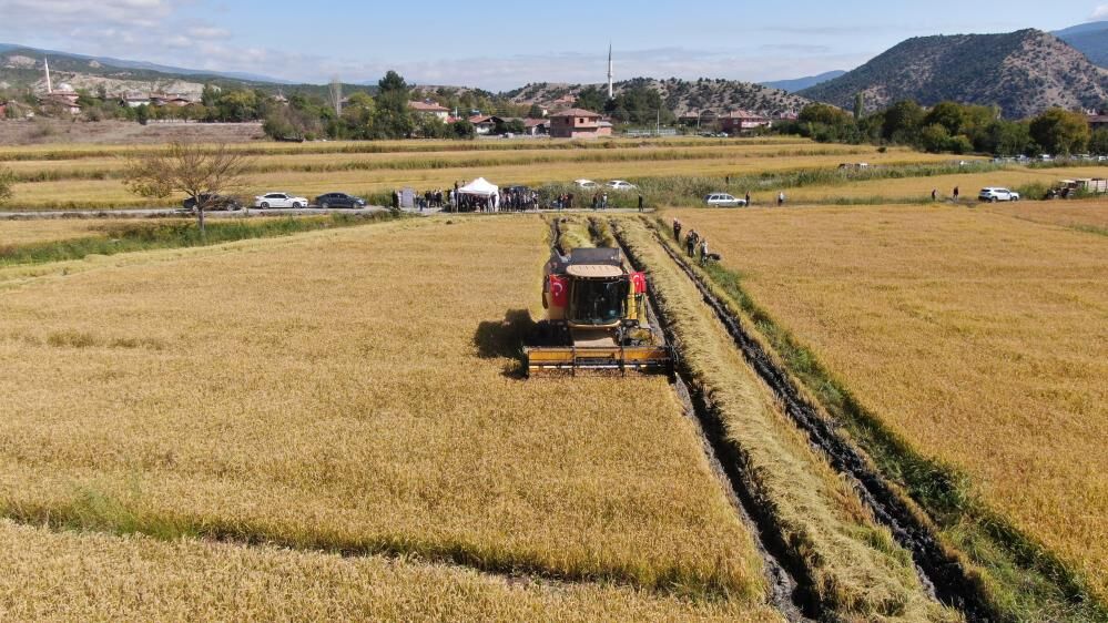 Tosya Pirincinde Hasat Bereketi Başladı