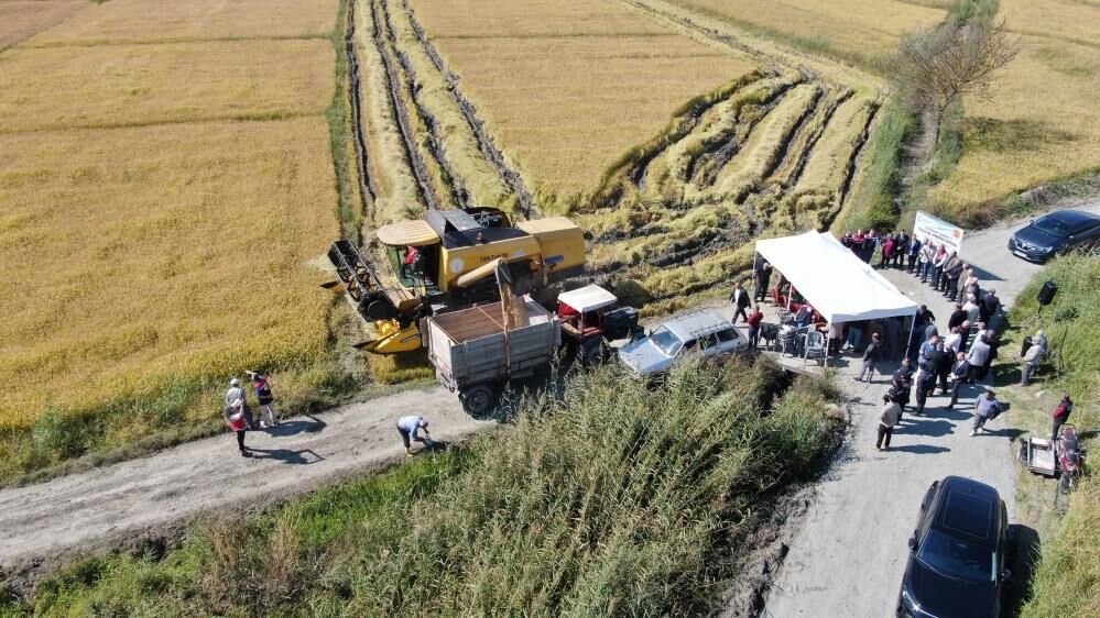 Tosya Pirincinde Hasat Bereketi Başladı1