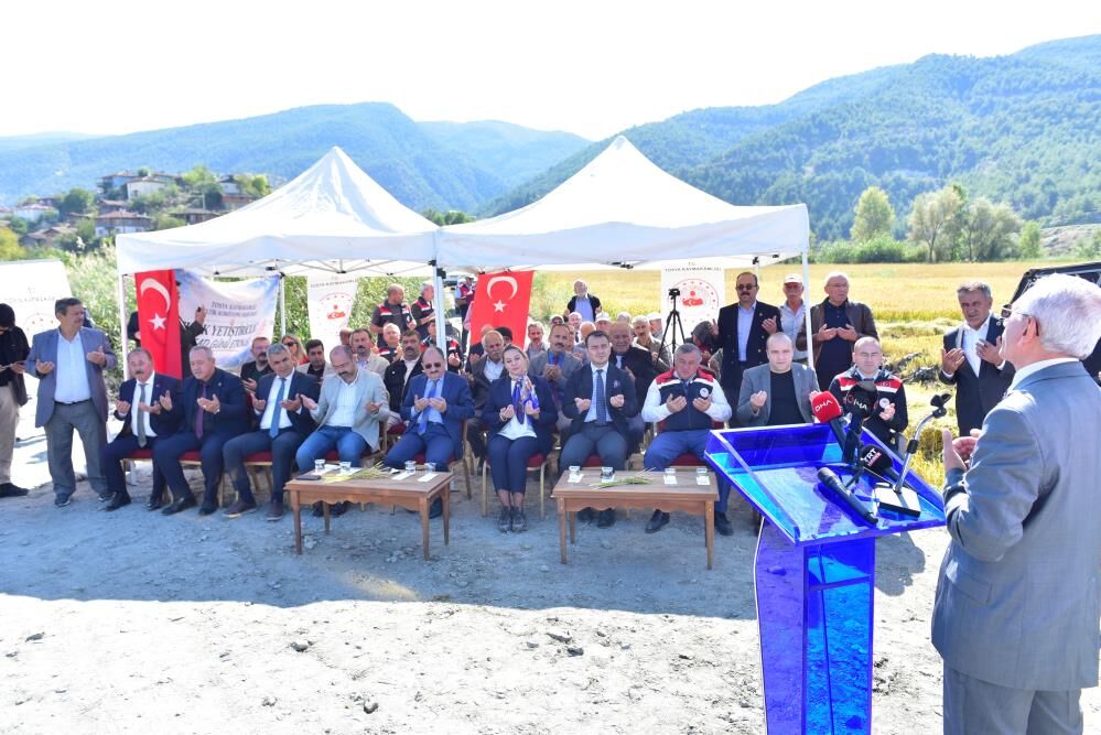 Tosya Pirincinde Hasat Bereketi Başladı3