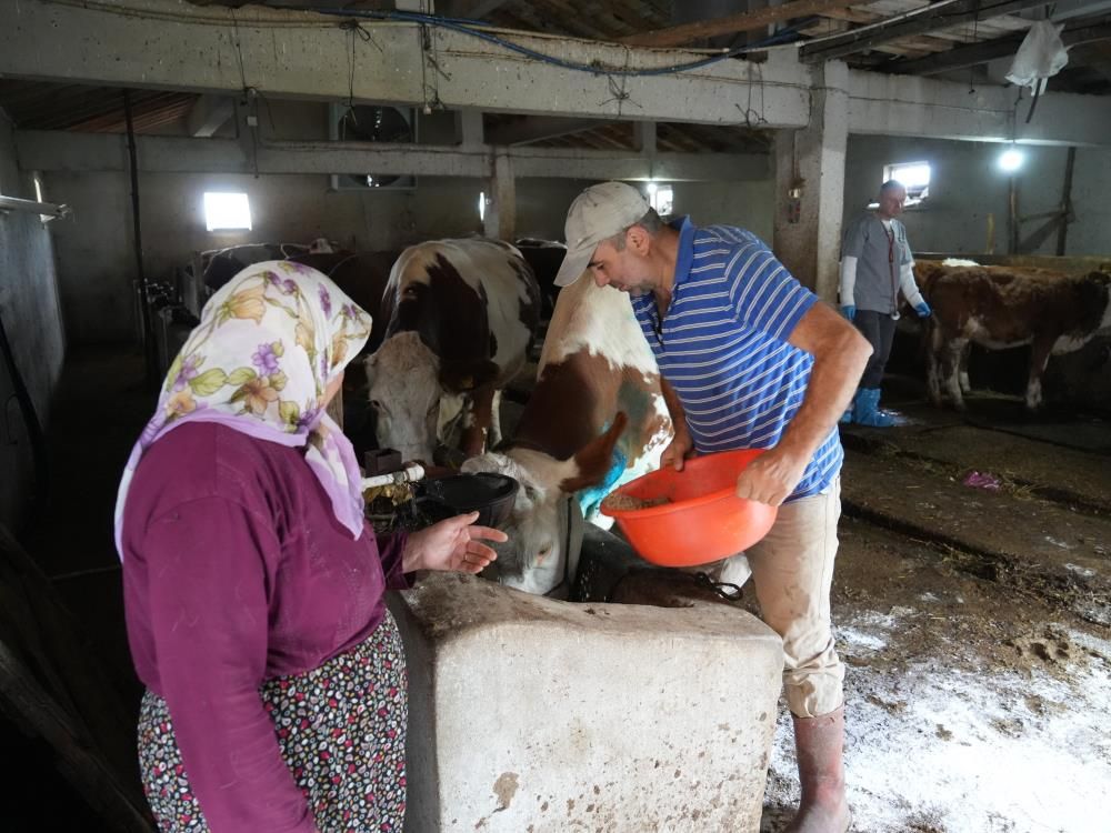 Yemek Borusuna Armut Takıldı, Inek Ölümden Döndü2
