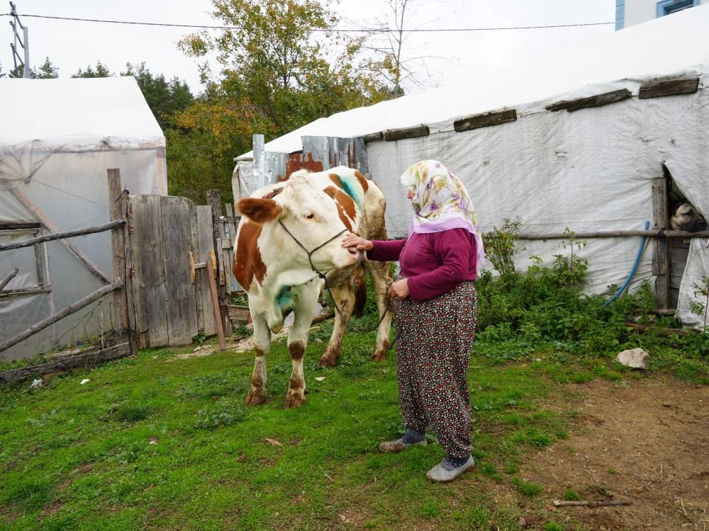 Yemek Borusuna Armut Takıldı, Inek Ölümden Döndü3
