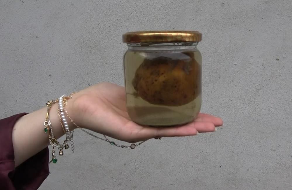 Yemek Borusuna Armut Takıldı, Inek Ölümden Döndü4